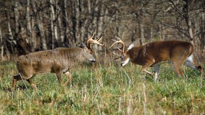 whitetail-rut