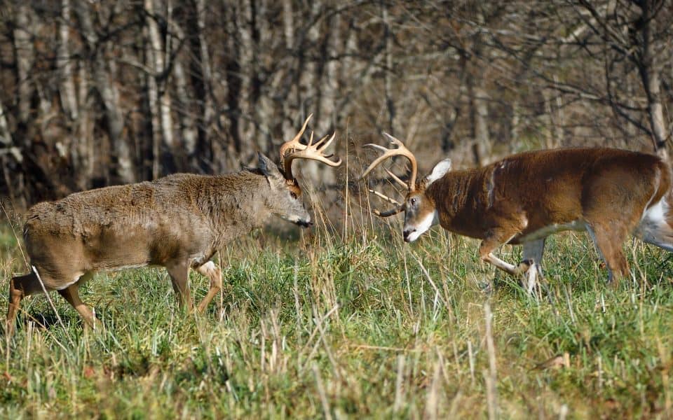 whitetail-rut