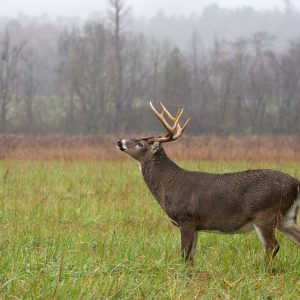 Deer Hunting in Wind and Thermals