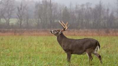 Deer-Hunting-in-Wind-and-Thermals