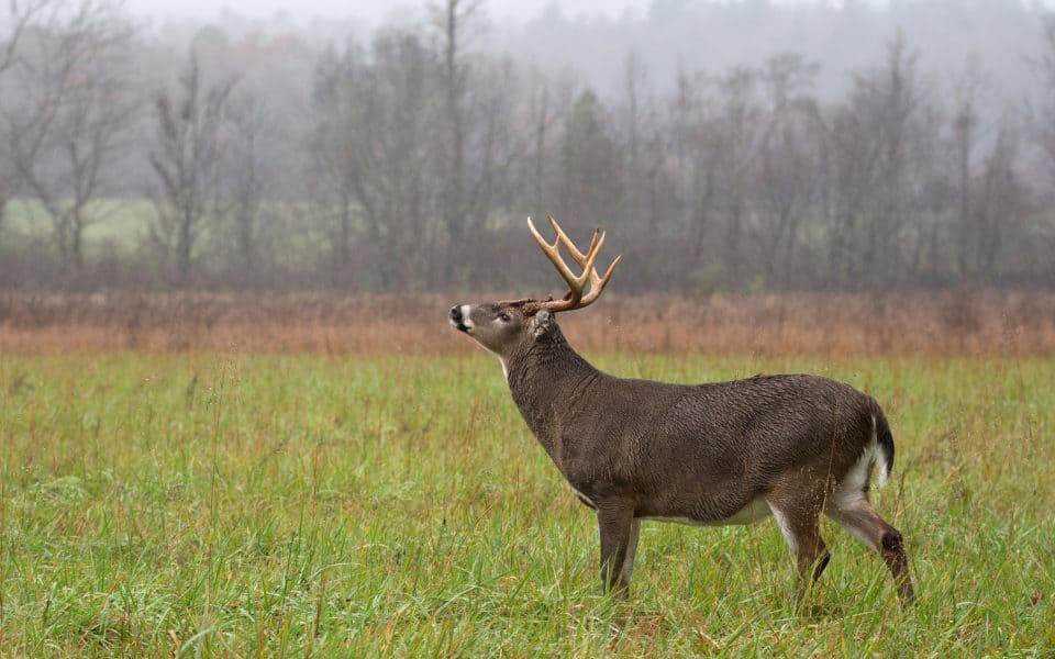 Deer-Hunting-in-Wind-and-Thermals