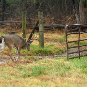 Hunting Funnels During The Rut