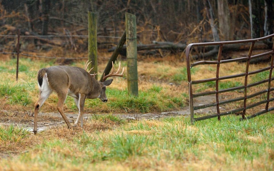 Hunting-Funnels-During-The-Rut