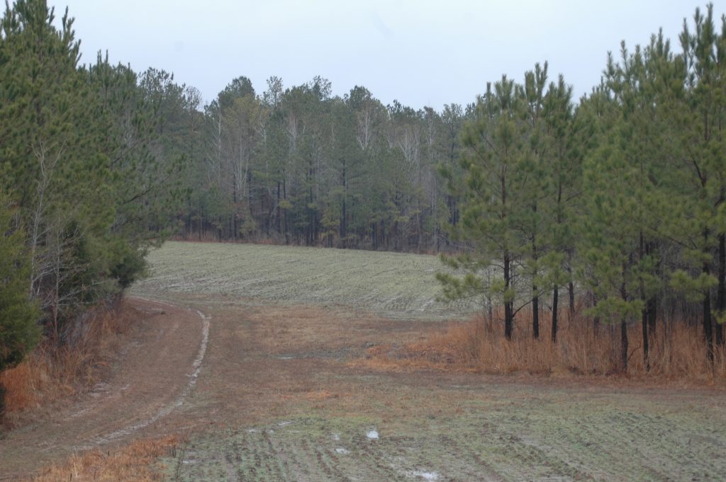 food plot