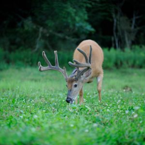 Advantages to Frost Seeding Clover