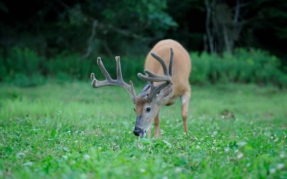 velvet buck in clover