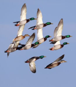 Flock of Mallard Ducks