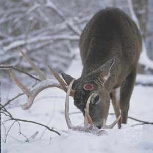 SHEDDING BUCK