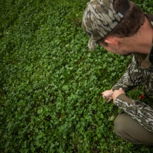 Clover Food Plots, North vs. South