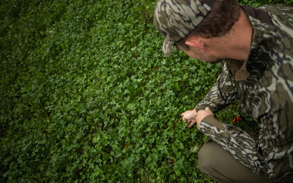 clover-food-plots