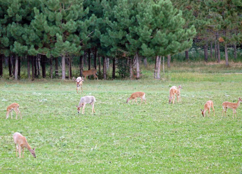 deer-in-clover-food-plot