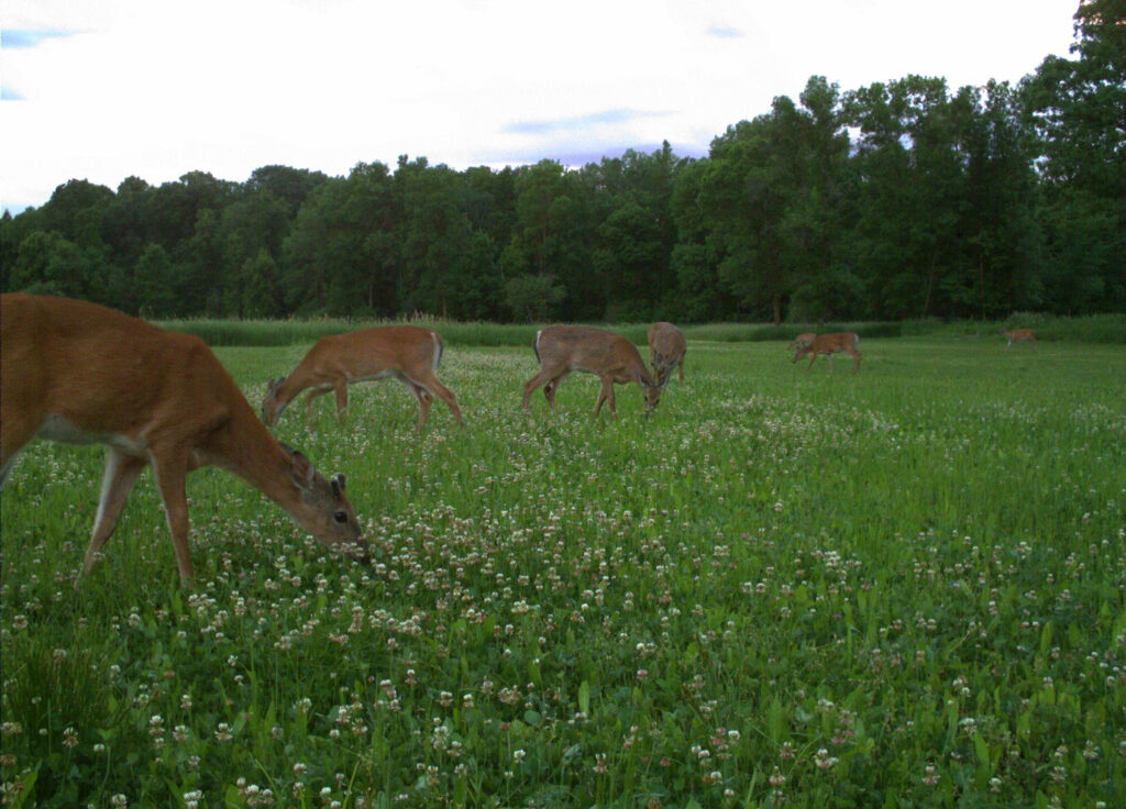 deer-in-clover-food-plot