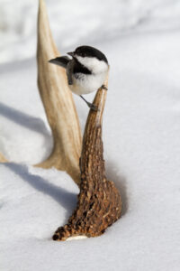 shed hunting strategies in snow