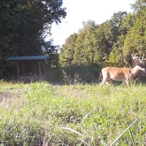 Supplemental Feeding Deer