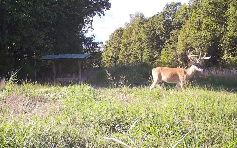 Supplemental-Feeding-of-Deer