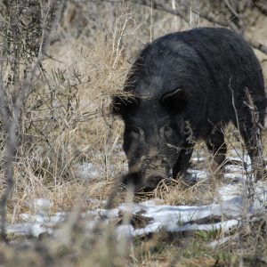 The Fight Against Wild Pigs