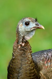 bristle-hair-like-feathers