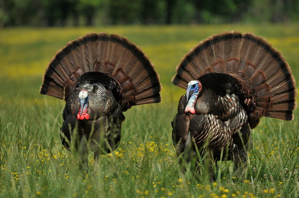 wild-turkey-fan-feathers