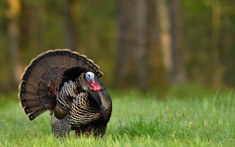 wild-turkey-feathers