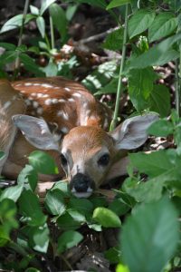 fawn