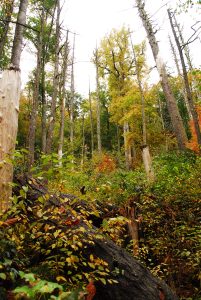 natural forest edge