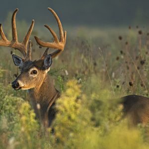 Clearcutting for Wildlife