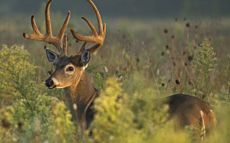 Clearcutting-for-Wildlife