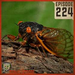 EP:224 | Understanding the Cicada