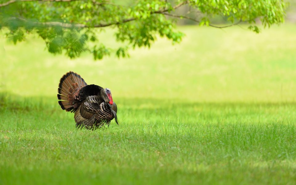 Turkey-Hunting-Scenarios