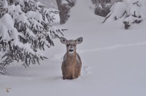 deer-in-snow