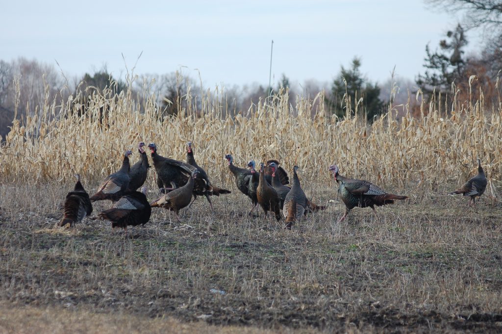 flock of turkeys