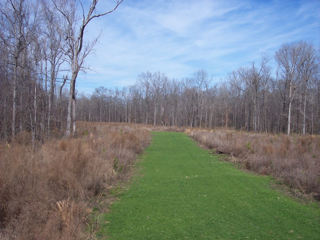 food plot in clearcut