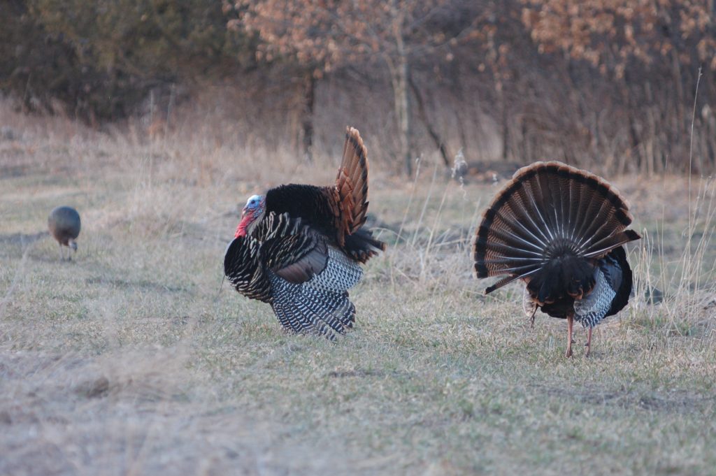 gobblers in field