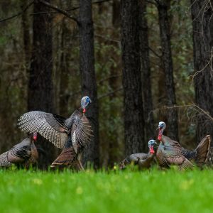 How Many Gobblers Should I Take?