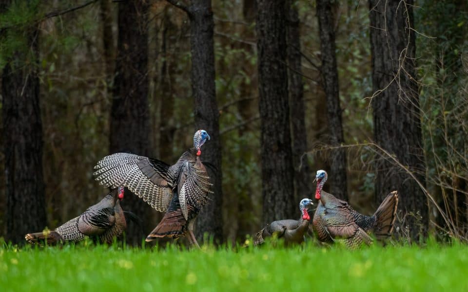 how-many-gobblers-should-i-take