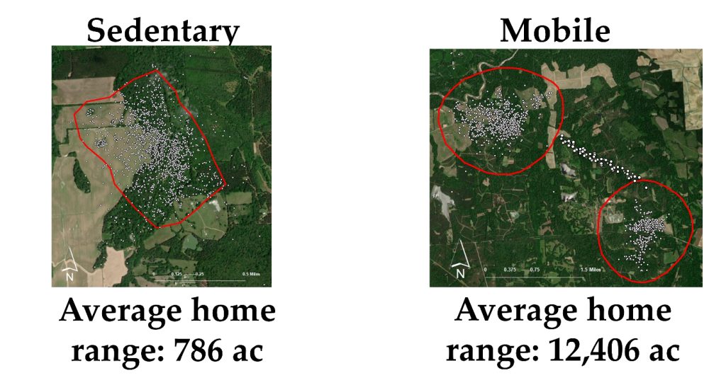 southern-deer-movement