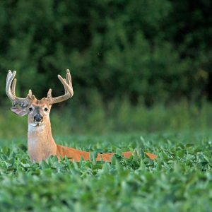 Warm Season Food Plot Options