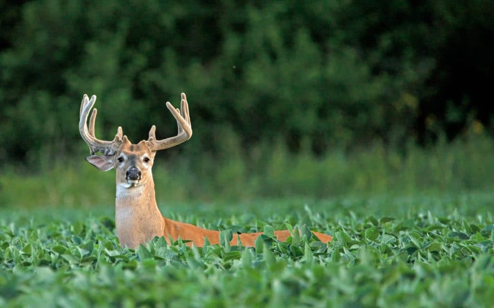 warm-season-food-plot-options