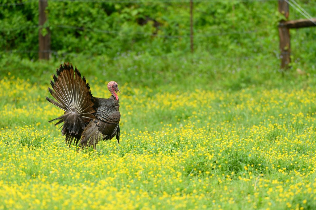 wet-strutting-turkey-after-a-rain