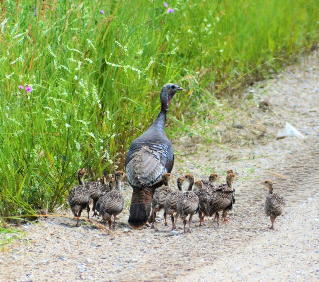 wild turkey with poults