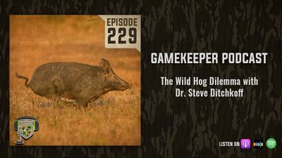 EP:229 | The Wild Hog Dilemma with Dr. Steve Ditchkoff