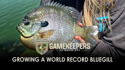 Growing a World Record Bluegill