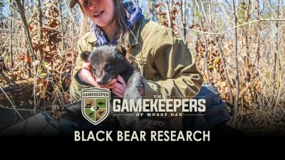 Black Bear Research