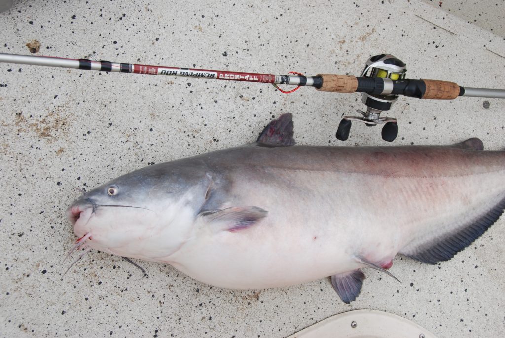 blue catfish