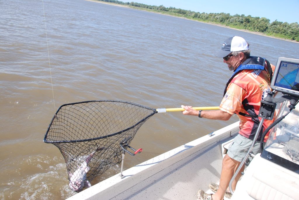 catching catfish