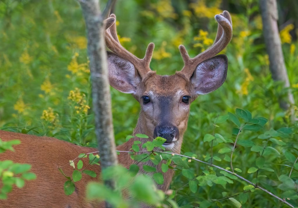 buck-in-summer-brows