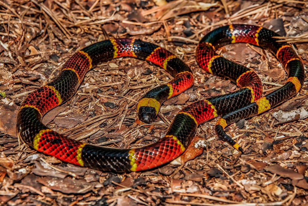 coral-snake