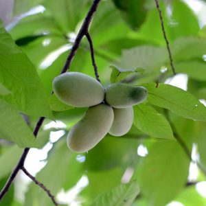 Pawpaws: America’s Secret Fruit