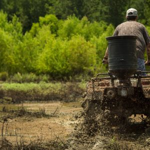 Planting Guide’s Choice For Ducks