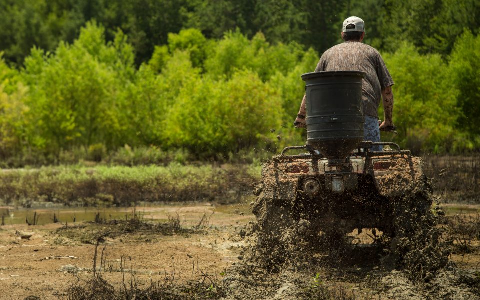 planting-guides-choice-for-ducks